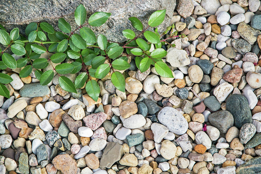 Pebble - HD Wallpaper 