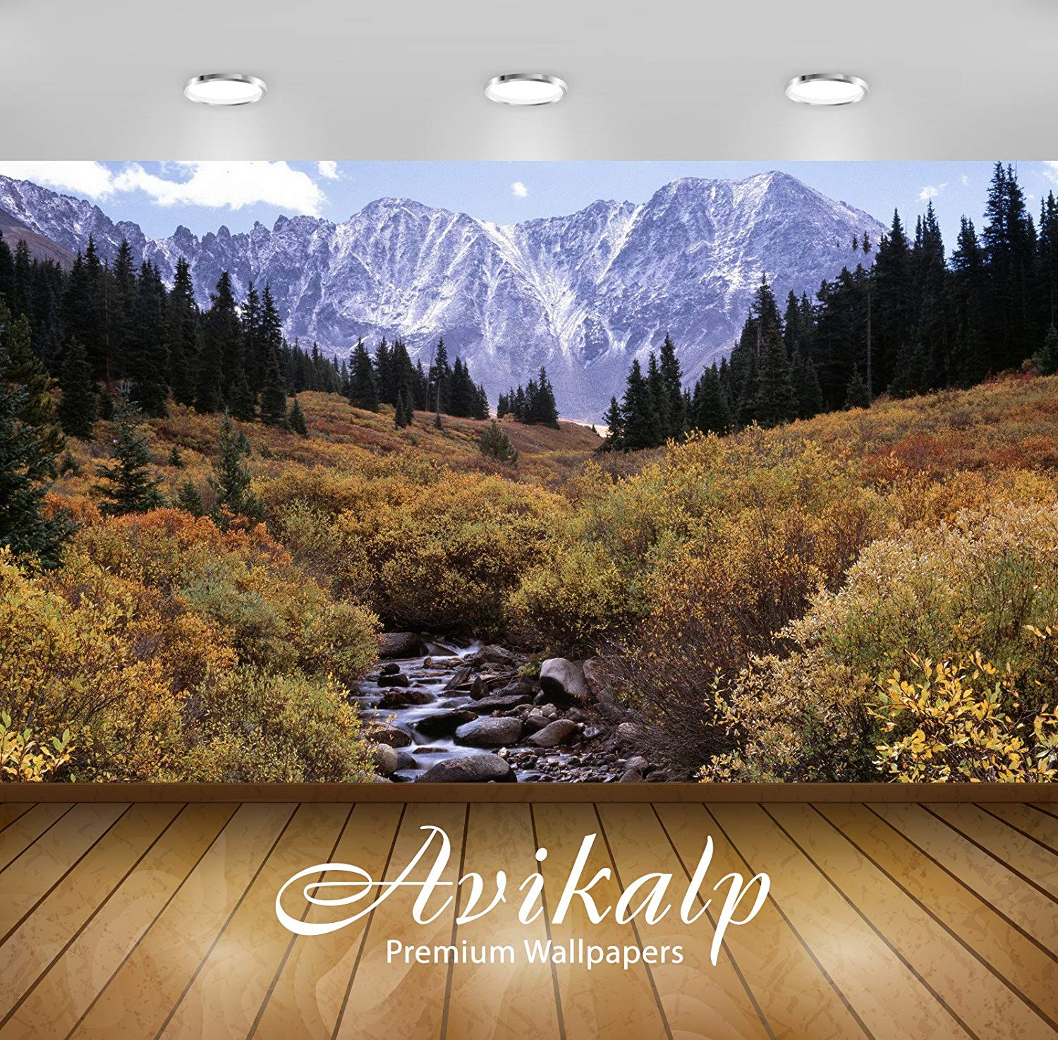 Colorado Forest - HD Wallpaper 