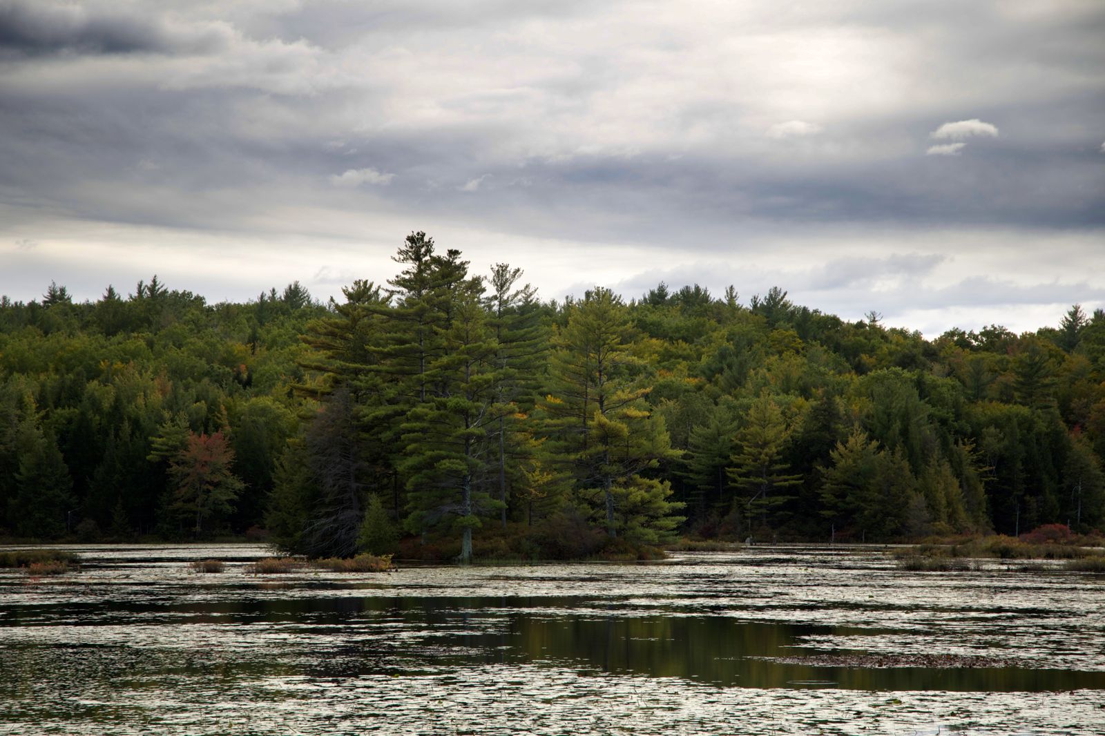 Nature Water Trees Clouds Forest Lake River Wallpaper - Shortleaf Black Spruce - HD Wallpaper 