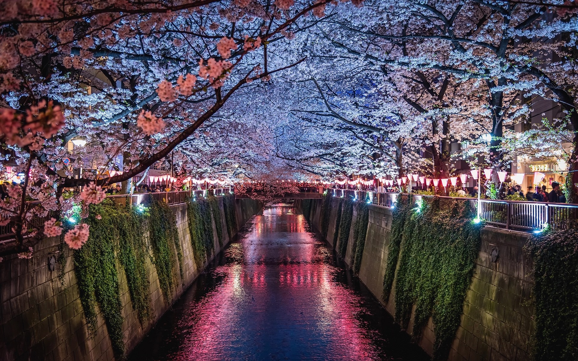 Wallpaper Japan, Sakura, River, Night, Lights - HD Wallpaper 