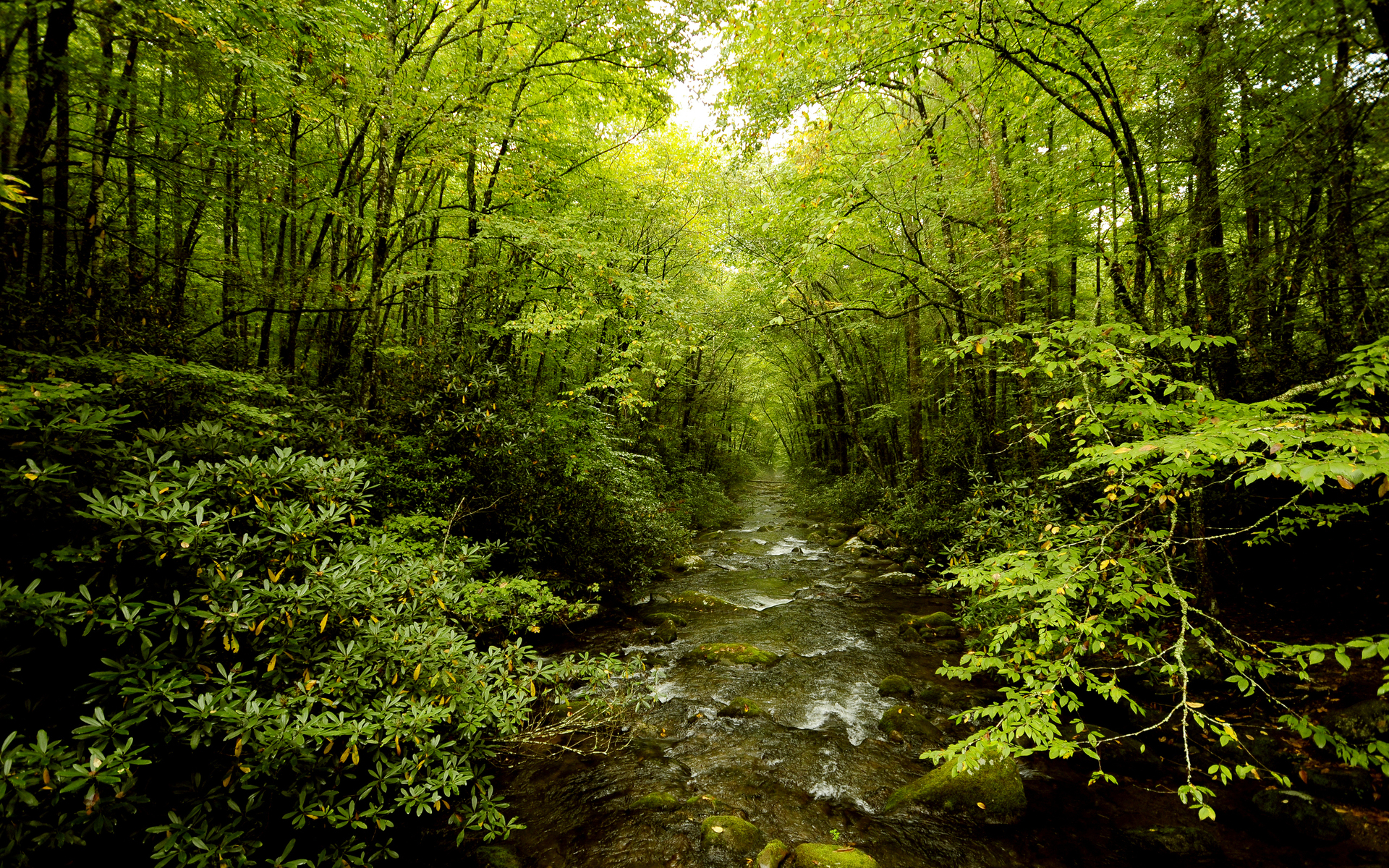 Green Forest River Wallpaper Hd Wallpapers Wallpaper - HD Wallpaper 