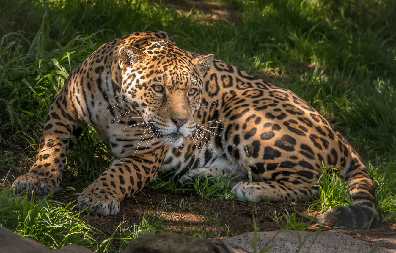 Photo Wallpaper Animal, Predator, Wool, Jaguar, Color, - Леопард Лежит -  1332x850 Wallpaper 