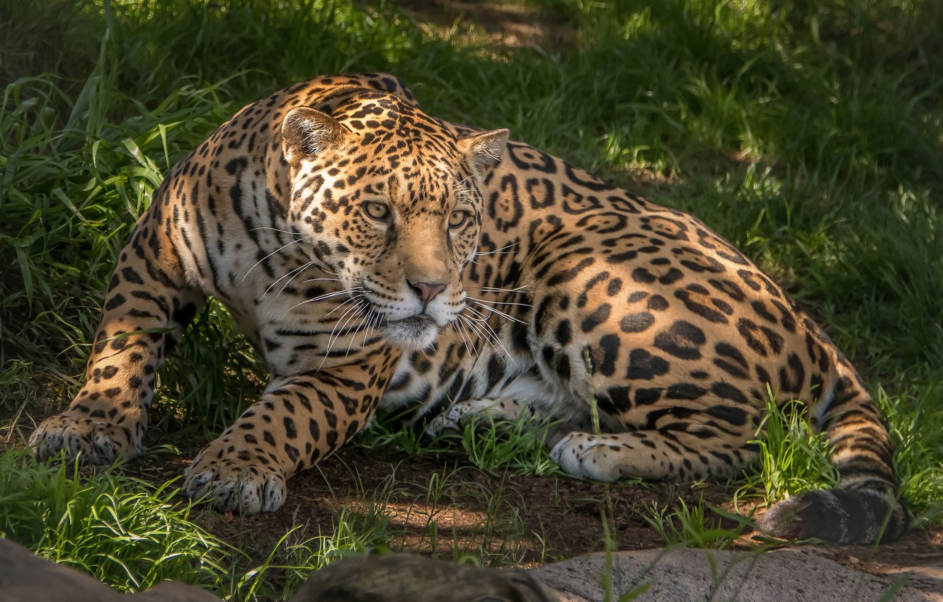 Photo Wallpaper Animal, Predator, Wool, Jaguar, Color, - Леопард Лежит - 1332x850 Wallpaper Photo Wallpaper Animal, Predator, Wool, Jaguar, Color, - Леопард Лежит - 1332x850 Wallpaper