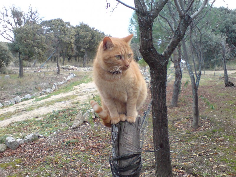 Waiting For The School Bus Wallpaper - Domestic Short-haired Cat - HD Wallpaper 