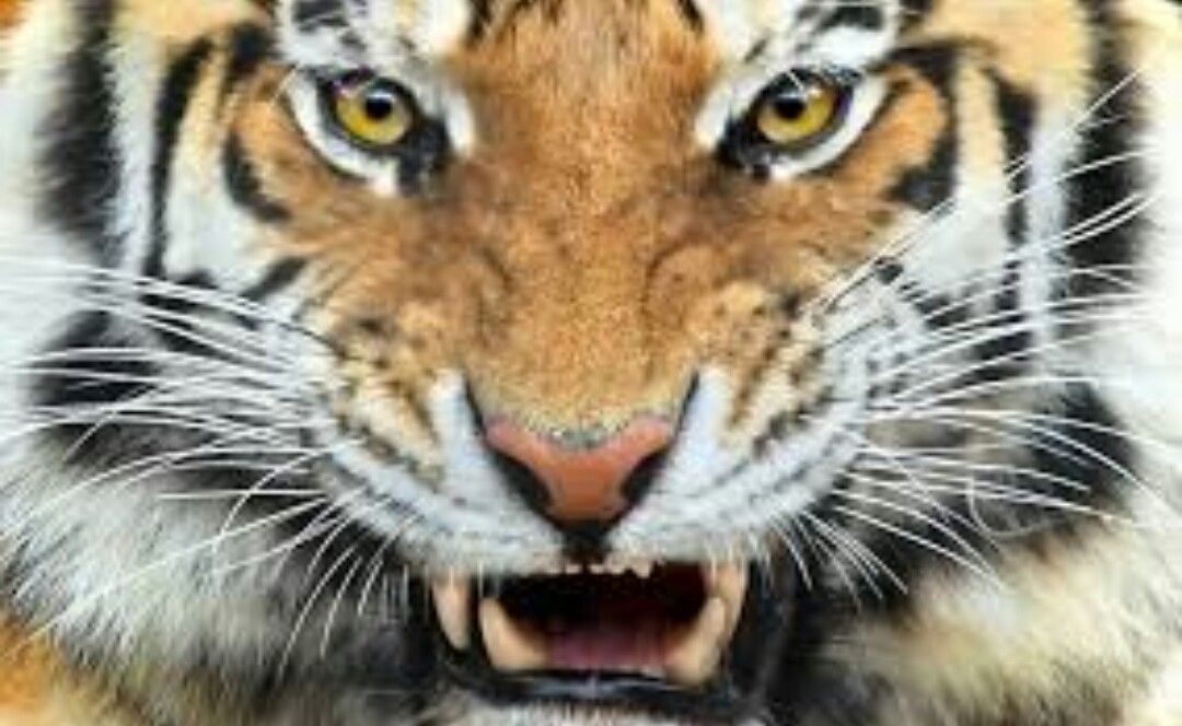 Tigre Rostro Hd - HD Wallpaper 