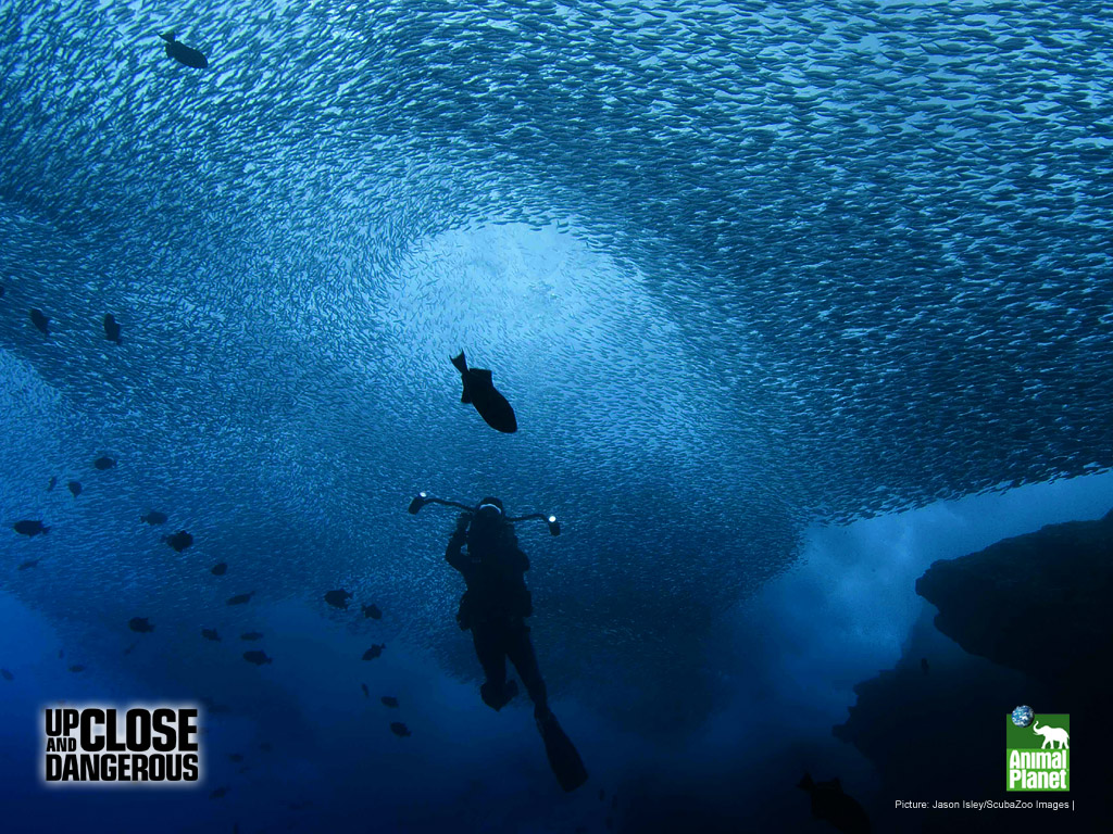Animal Prints Planet Up Close And Dangerous 325332 - Scuba Diving - HD Wallpaper 