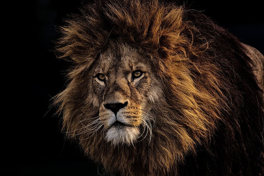 Lion, Predator, Dangerous, Mane, Big Cat, Male, Zoo, - Lion 4k Ultra Hd - HD Wallpaper 