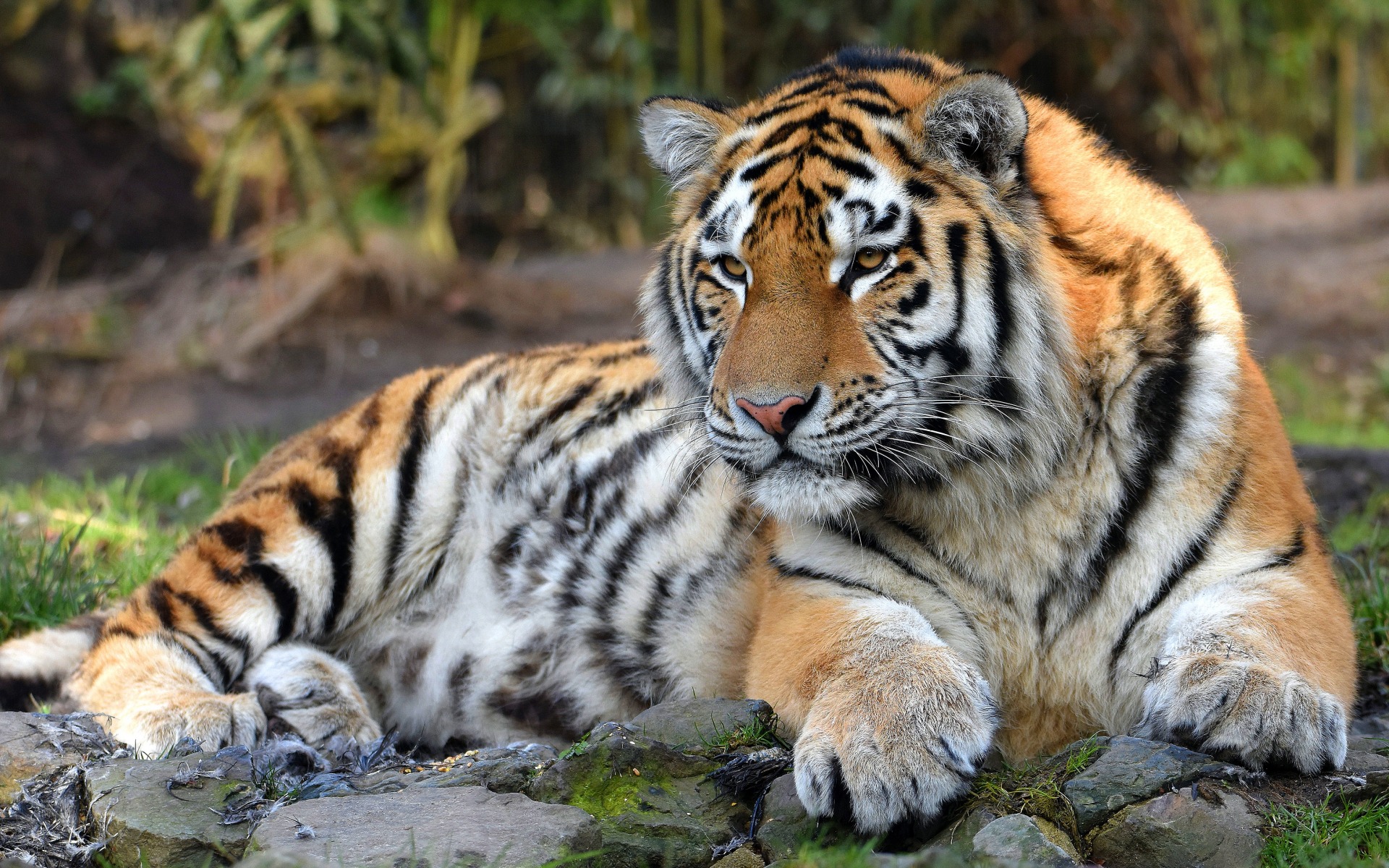 Tiger, Predator, Wildlife, Wild Cat, Dangerous Animals, - Wild Forest Dangerous Animal - HD Wallpaper 