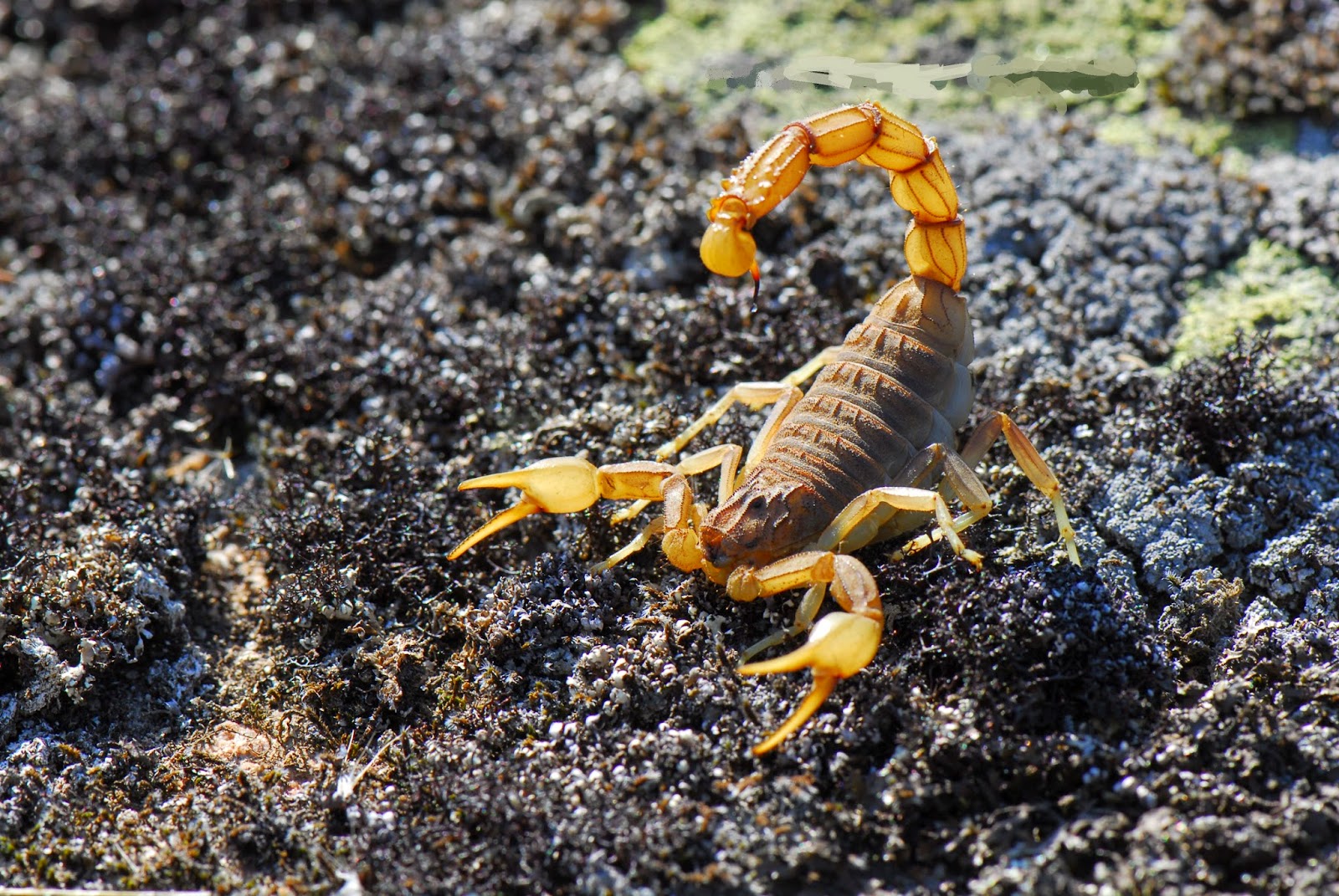 Black Scorpion Hd Wallpapers - Scorpion Animal Wallpaper Hd - HD Wallpaper 