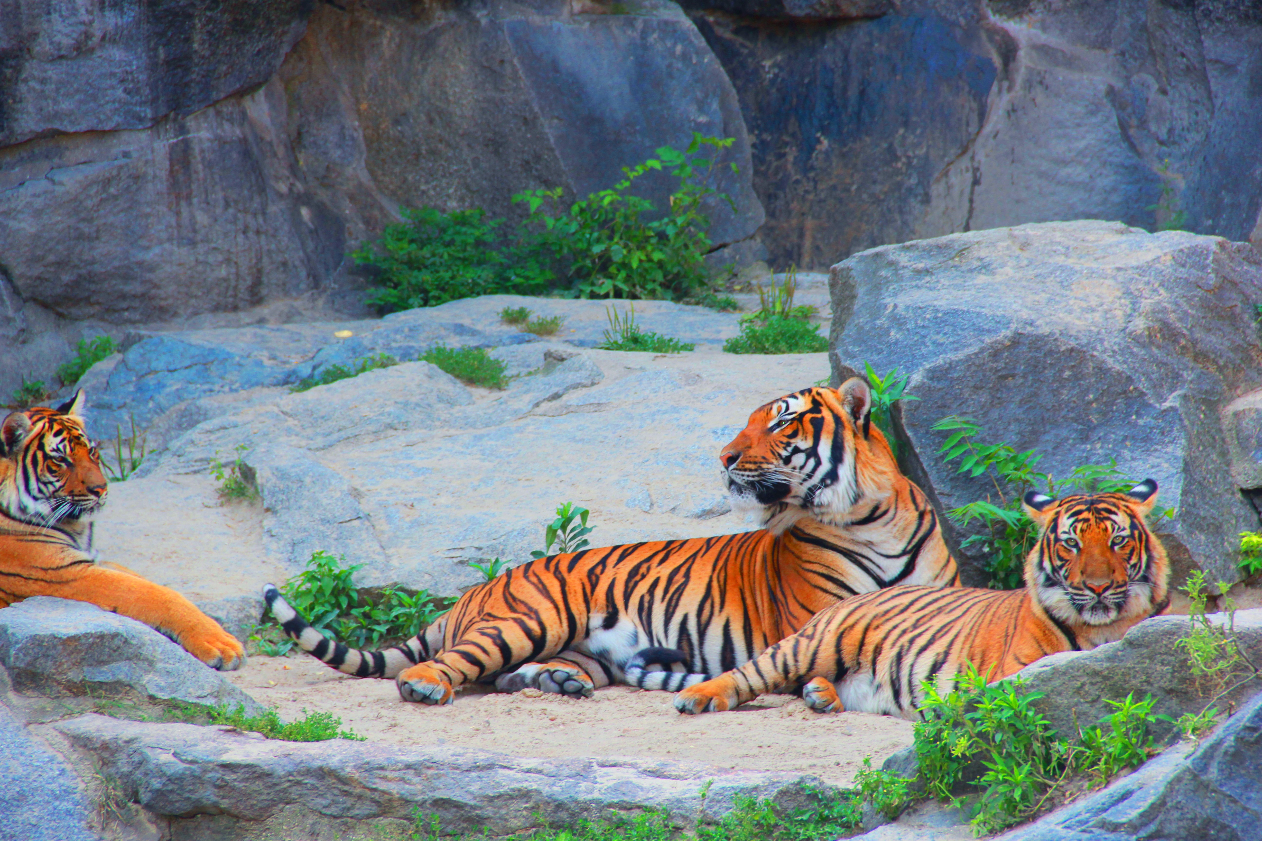 Tigers Couples - HD Wallpaper 