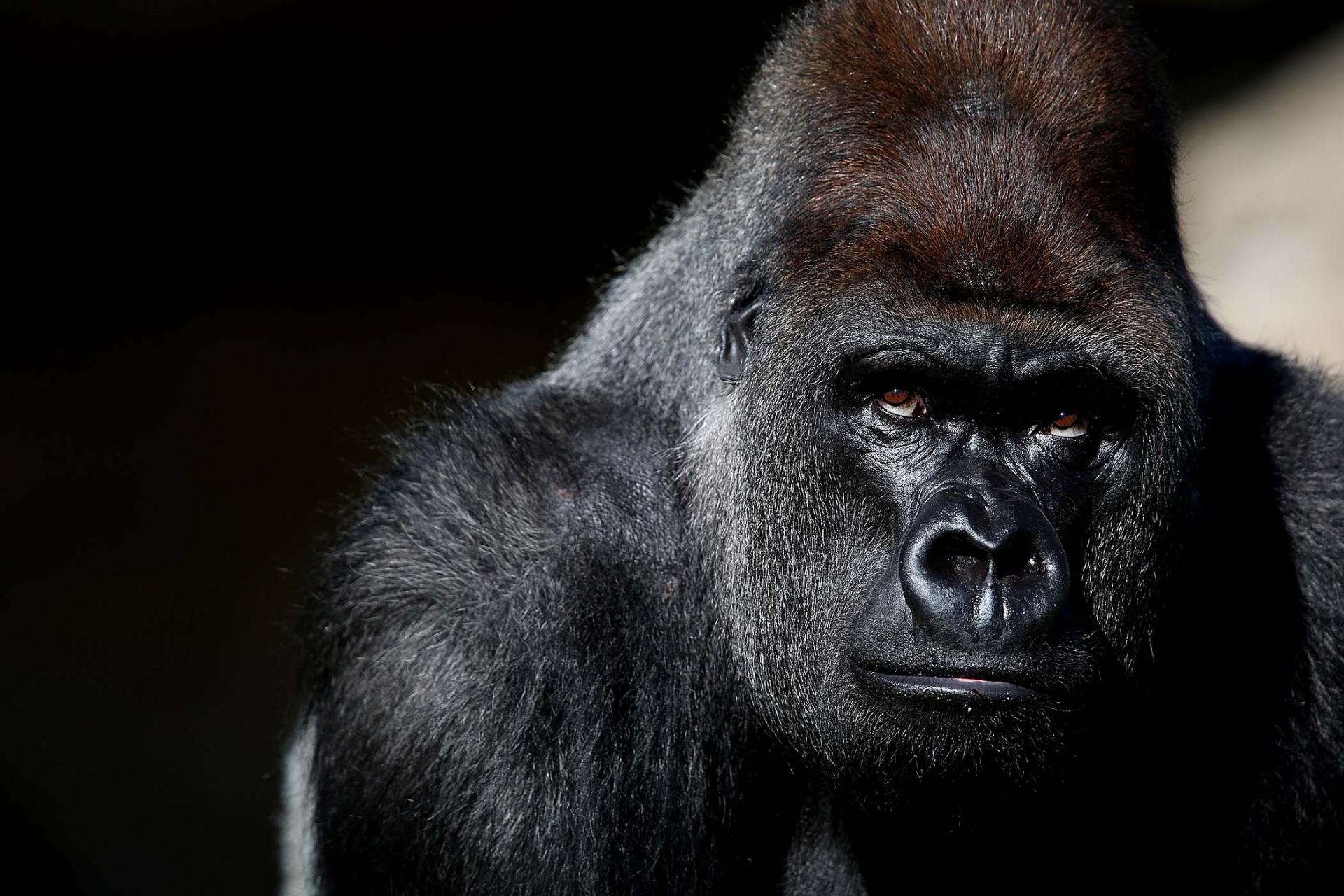 Danger Gorilla Hd Wallpapers - Gorilla Hd - HD Wallpaper 