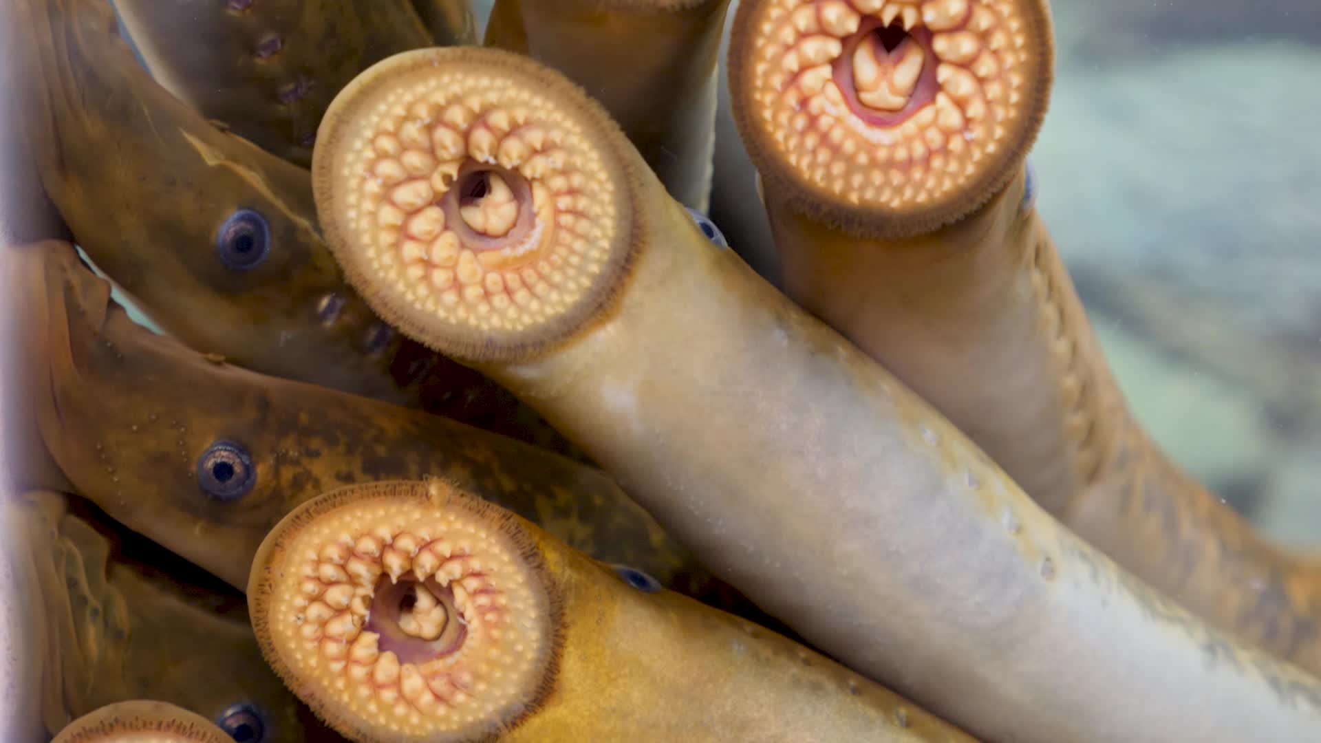 Marine Biology - HD Wallpaper 