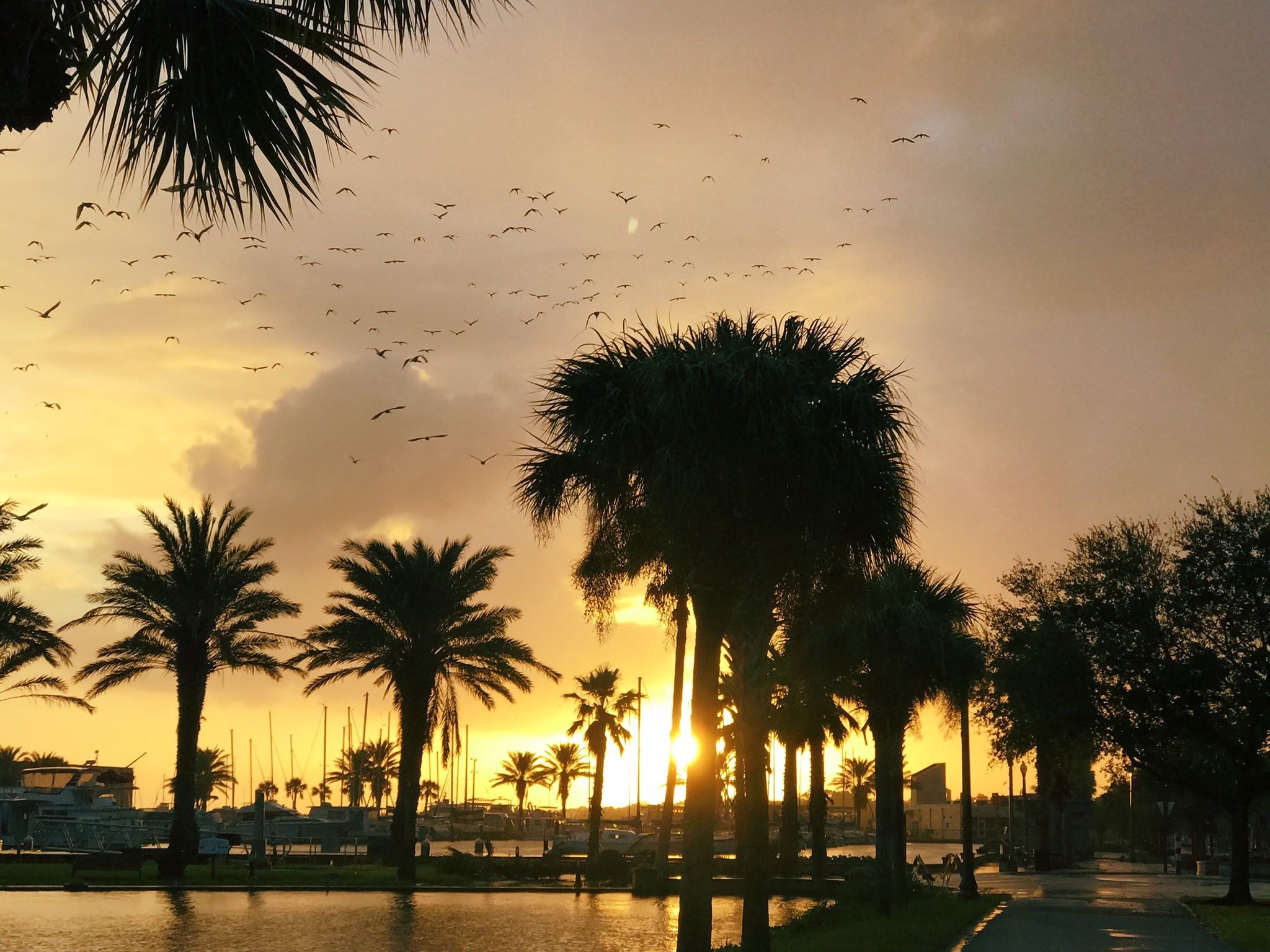 Photo By Bekka Bos, Via City Of Sanford/facebook - Attalea Speciosa - HD Wallpaper 
