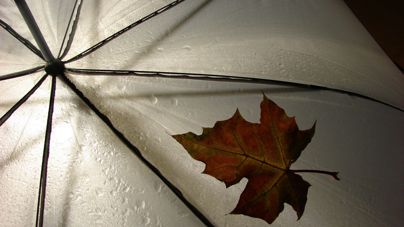 Wallpaper Leaf, Umbrella, Yellow, Maple, Autumn, Drops - Photography Leaves And Umbrella - HD Wallpaper 