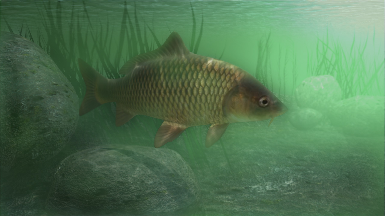 Carp Wallpaper - Carp Underwater - HD Wallpaper 