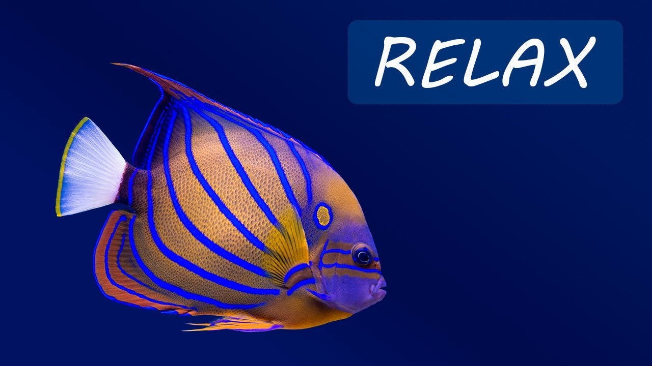 Most Beautiful Saltwater Fish - HD Wallpaper 