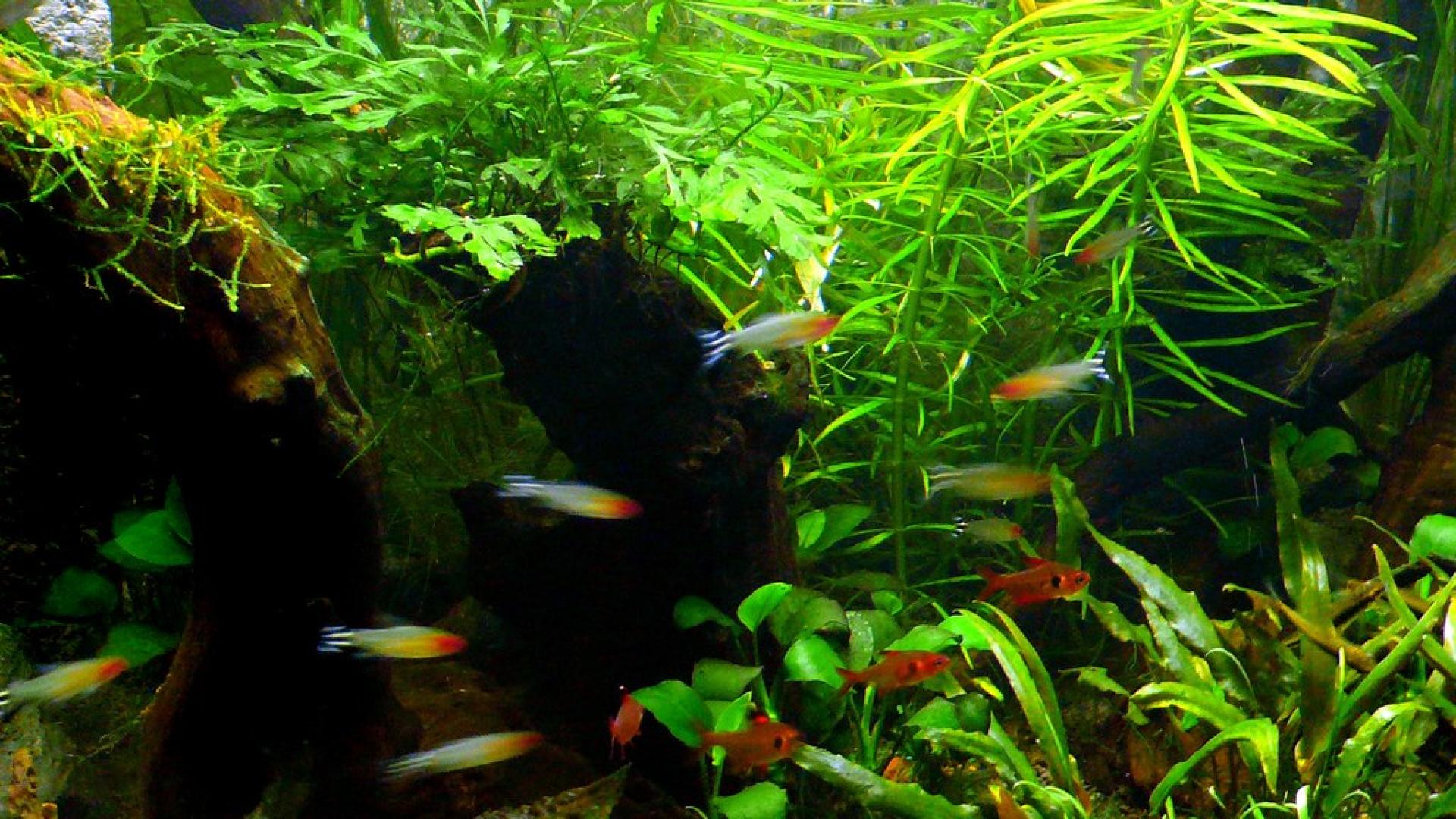 Android Aquariums Live Wallpapers Free Download - Aquarium - HD Wallpaper 