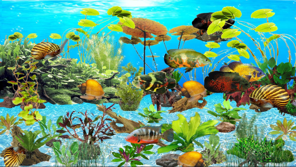 Oscar Fish Wallpaper Fish - HD Wallpaper 