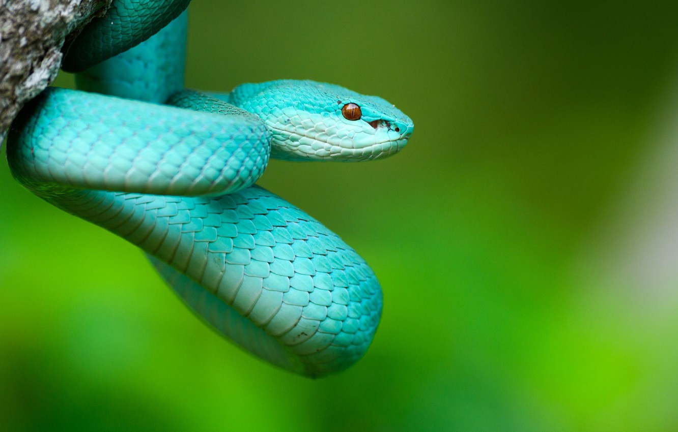 Photo Wallpaper Nature, Snake, Costa Rica - Blue Pit Viper Snake - HD Wallpaper 