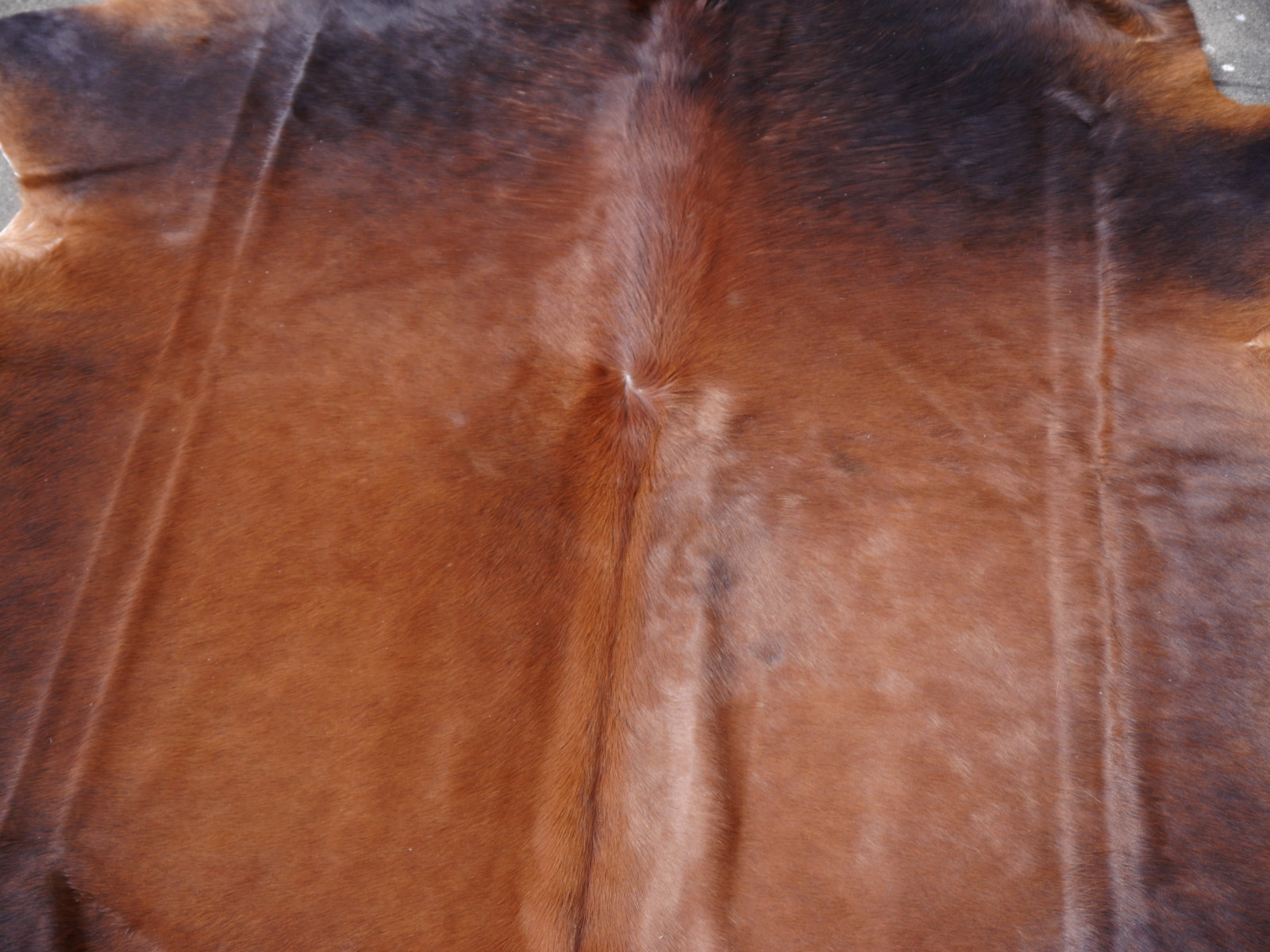 Sorrel - HD Wallpaper 