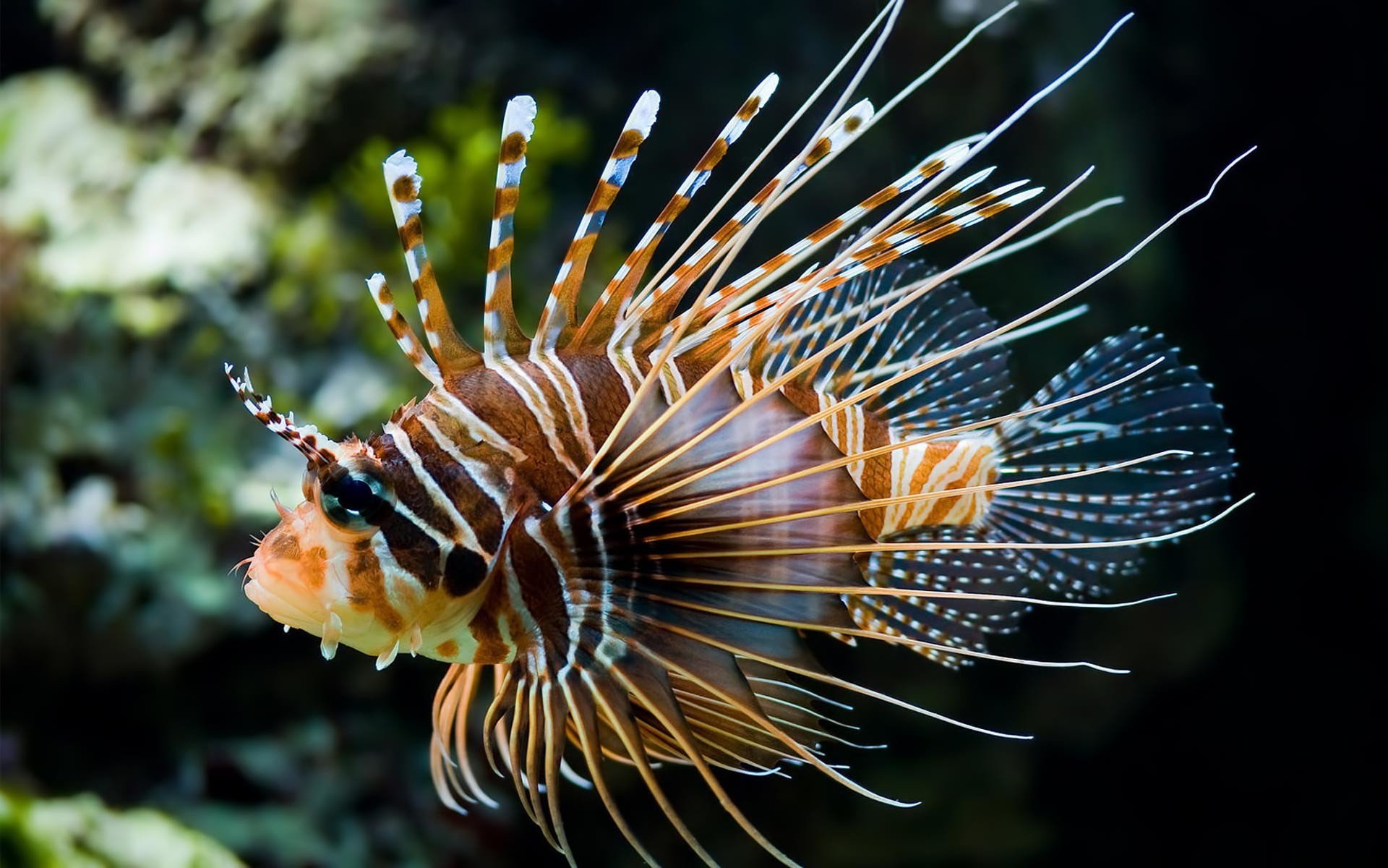 Marine Aquarium Wallpaper Free Download For Windows - Spikey Tropical Fish - HD Wallpaper 