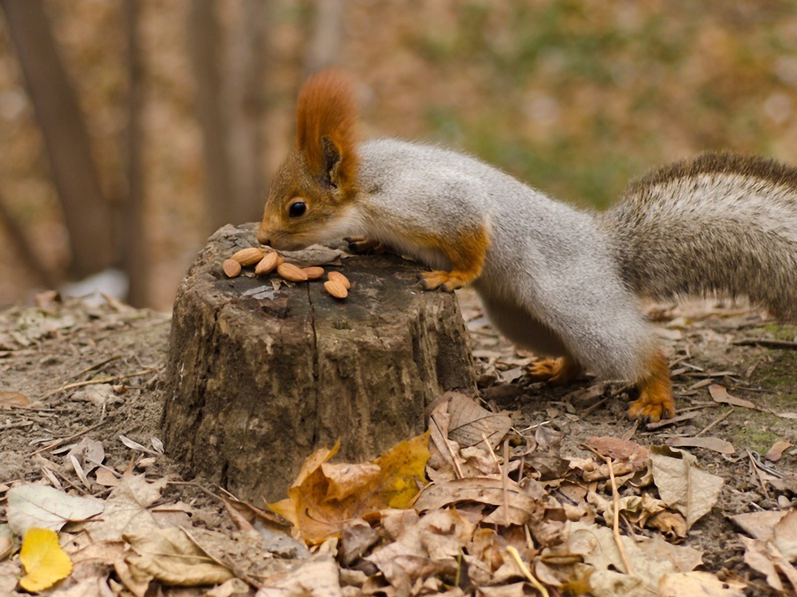 Cute Animal Squirrel Eating Nuts In Jungle Hd Wallpaper - Squirrel In Jungle - HD Wallpaper 