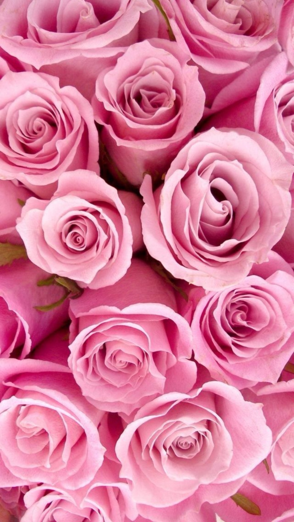 Pink Roses Wallpaper Iphone - HD Wallpaper 