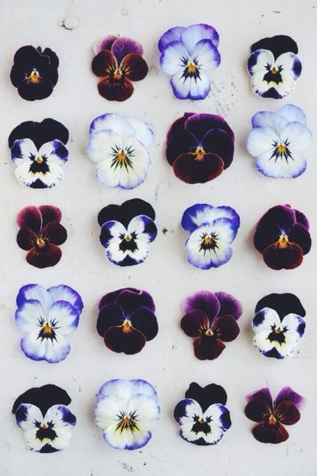 15 Beautiful Iphone Wallpaper Ideas From Pinterest - Violet February Birth Flower - HD Wallpaper 
