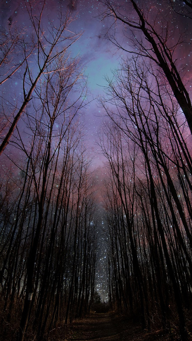 Wither Trees Towards Shiny Starry Sky Iphone Wallpaper - Night Sky Phone Background - HD Wallpaper 