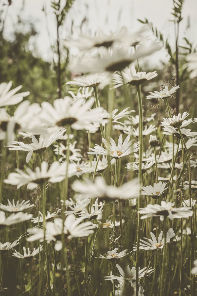Oxeye Daisy - HD Wallpaper 