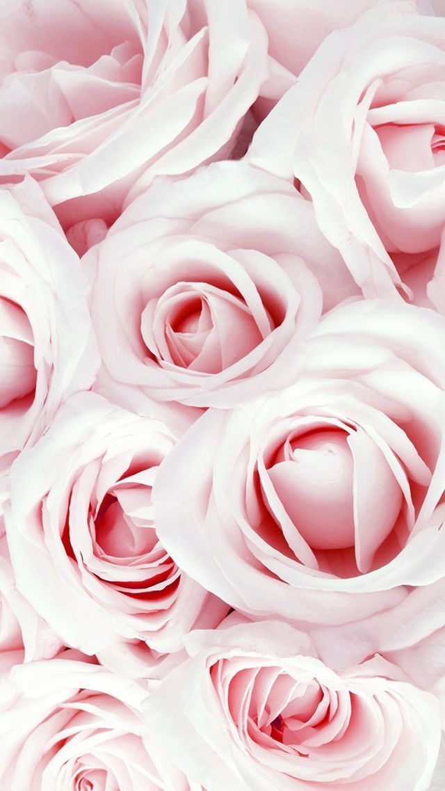 Rose Wallpaper For Whatsapp 640x1137 Wallpaper teahub.io