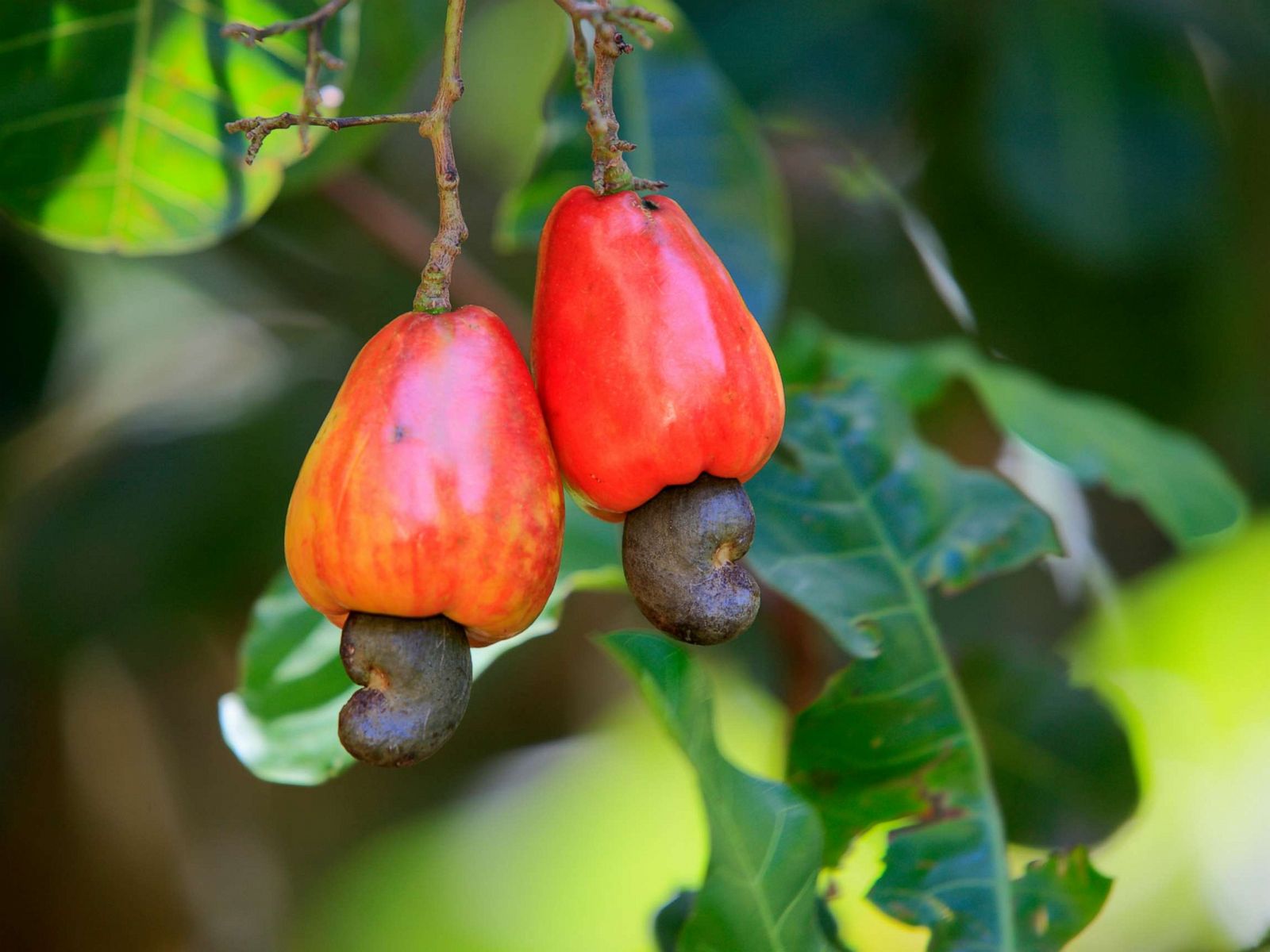 Cashew Nuts - HD Wallpaper 