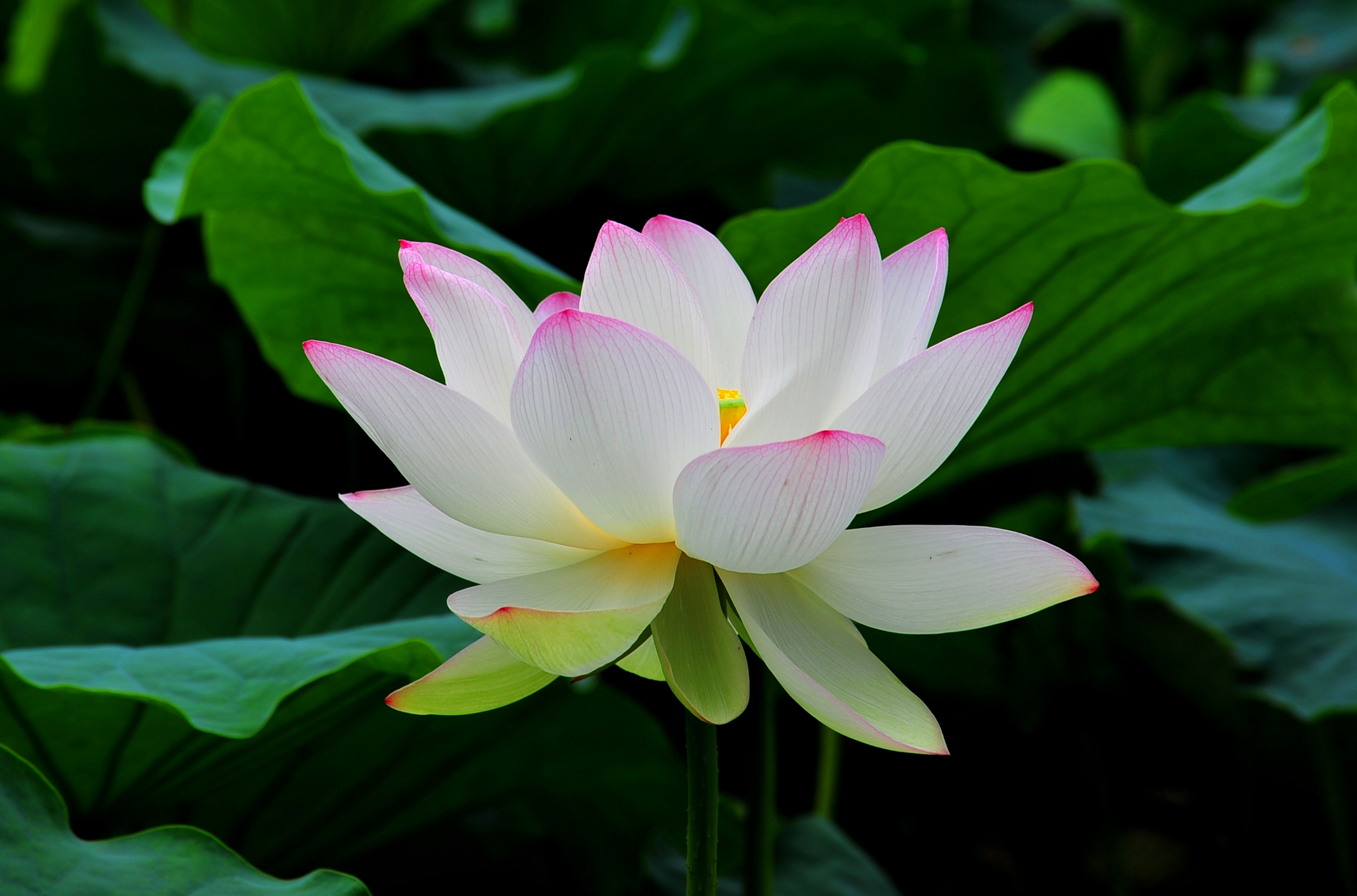 Lotus Flower Drawing Hd Background Wallpaper - HD Wallpaper 