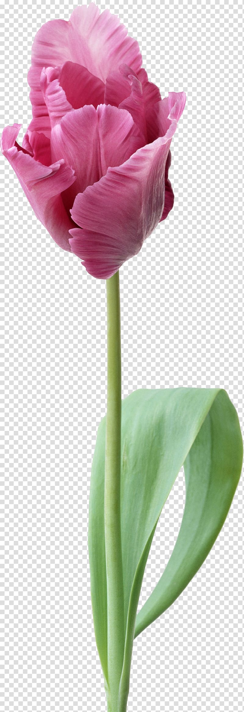 Painting Desktop Flower Drawing, Tulips Transparent - HD Wallpaper 