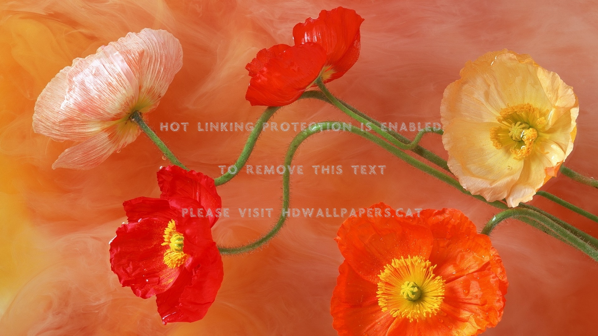 Poppies Flowers Drawing Stems Nature - تصاویر زیبا برای عید قربان - HD Wallpaper 