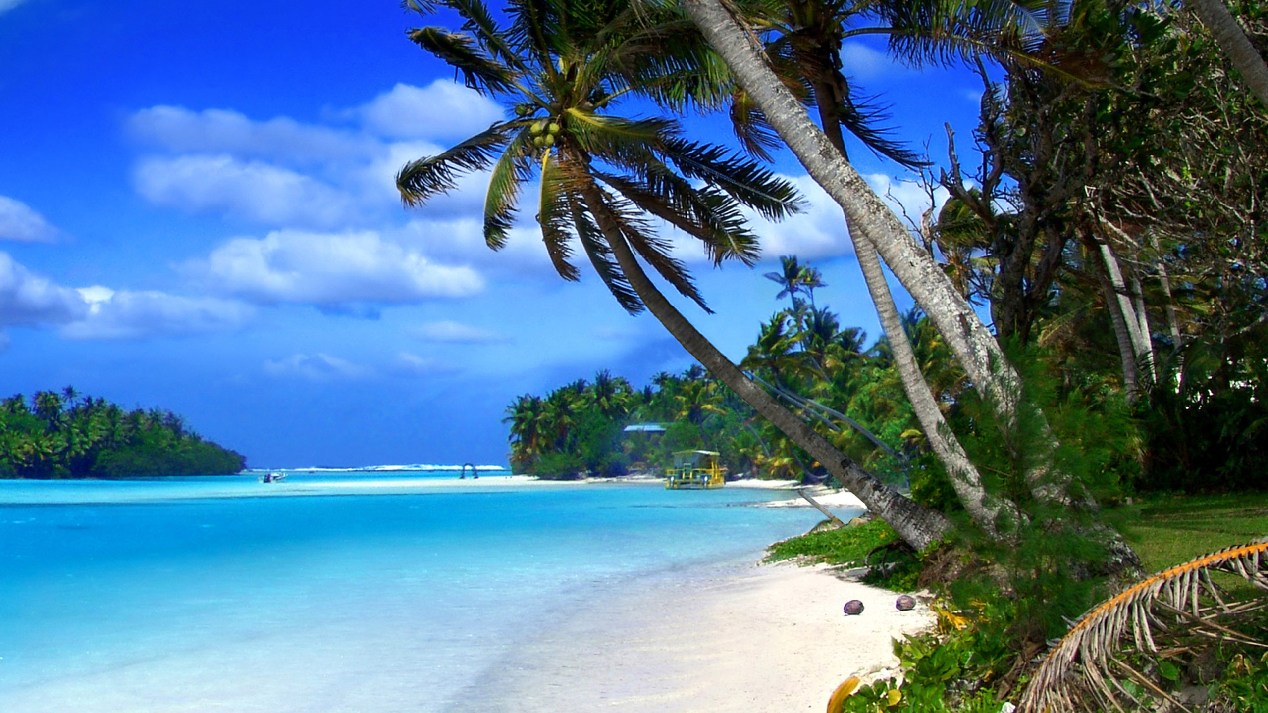Palm Trees Blue Water - HD Wallpaper 