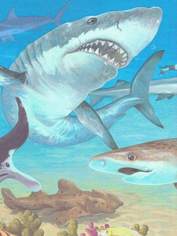 Bright Tropical Fish Blue Yellow Orange 30 Feet Wallpaper - Great White Shark - HD Wallpaper 