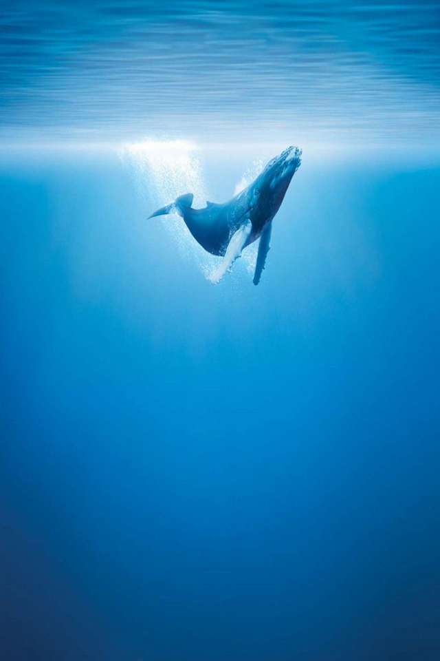 Whale Wallpaper Hd Phone - HD Wallpaper 