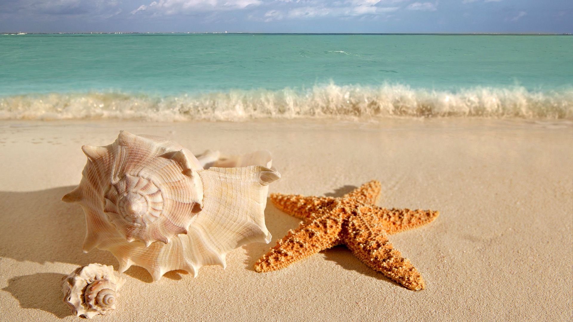 Sea View Hd Star Fish Wallpaper - Seashells By The Beach - HD Wallpaper 