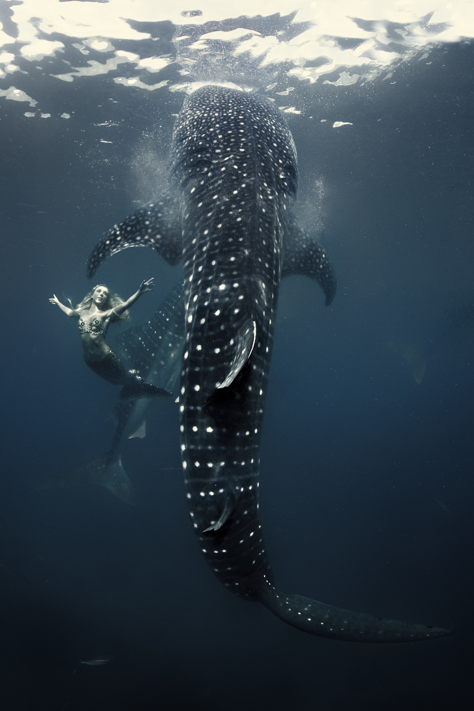 Dolphins, Sharks, And Mermaids, Oh, My Interview With - Whale Shark Fashion Shoot - HD Wallpaper 