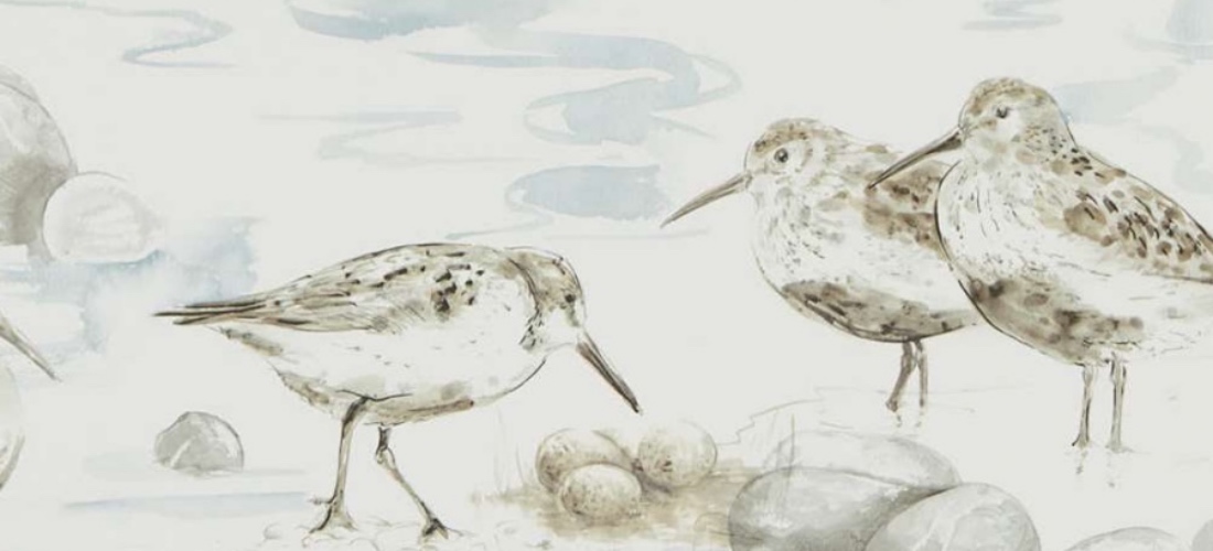 Sanderson Estuary Birds Blue Grey Wallpaper - Sanderson Estuary Birds - HD Wallpaper 