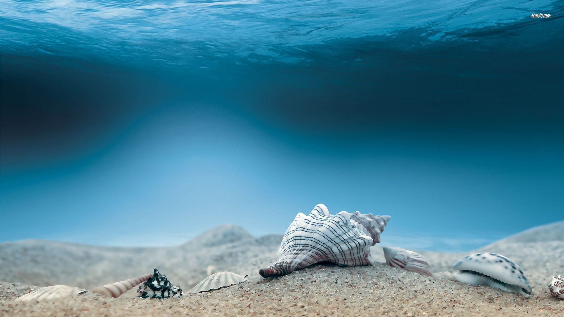 Seashells Wallpapers Hd Free Download For Desktop Wallpaperxyz - Bottom Of The Ocean Hd - HD Wallpaper 