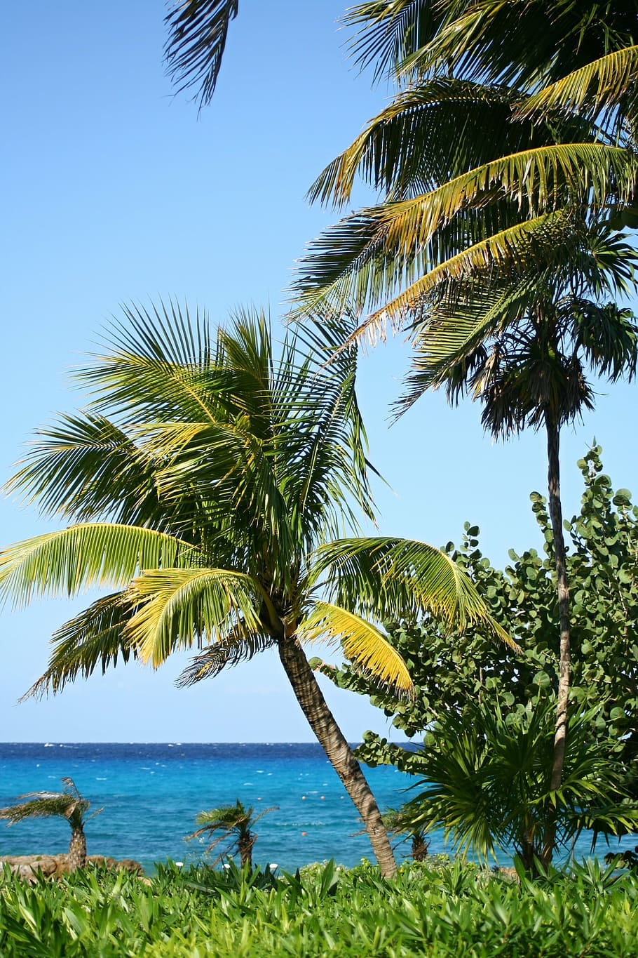 Photo Of Palm Trees Near Sea, Beach, Beautiful Beach, - Pohon Kelapa Di Pantai - HD Wallpaper 