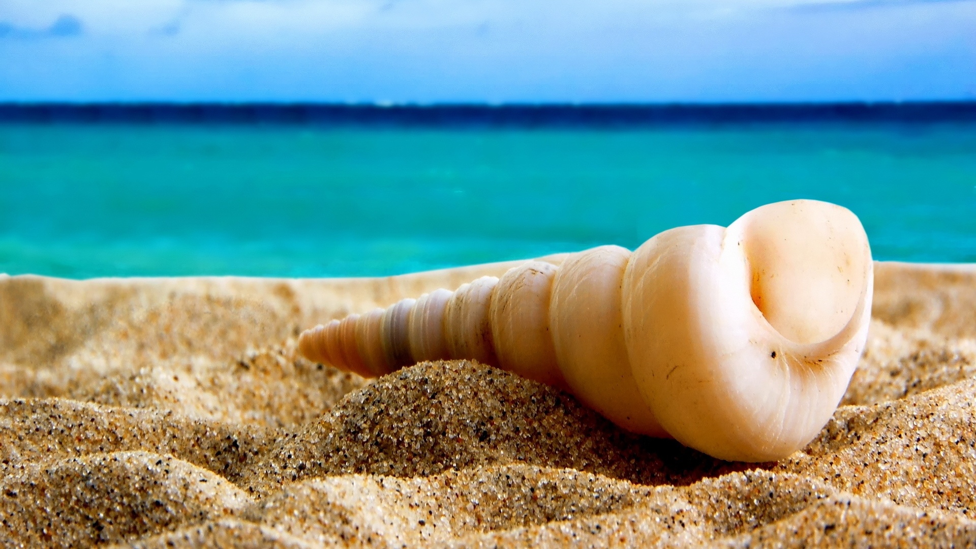 Wallpaper Shell On The Beach - Beautiful Images Of Shells - HD Wallpaper 