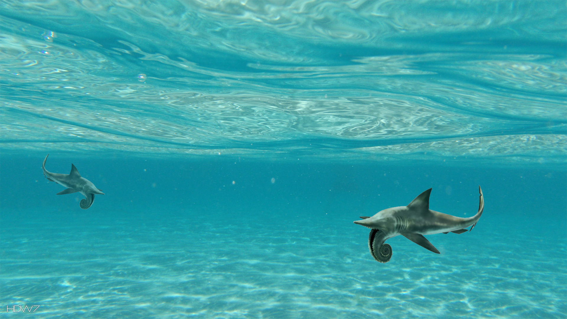 Helicoprion Swimming Under The Sea Wallpaper - Under The Sea - HD Wallpaper 