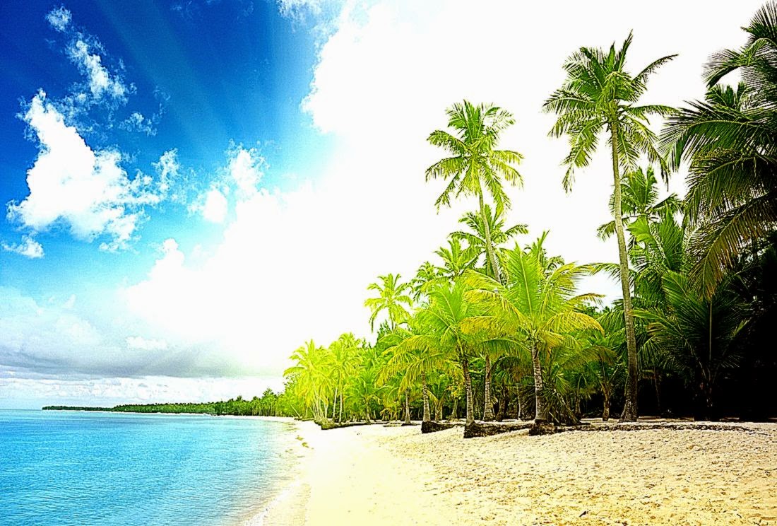 Coconuts Tree Beach Hd Nature Wallpapers - Hd Wallpapers Palm Trees - HD Wallpaper 