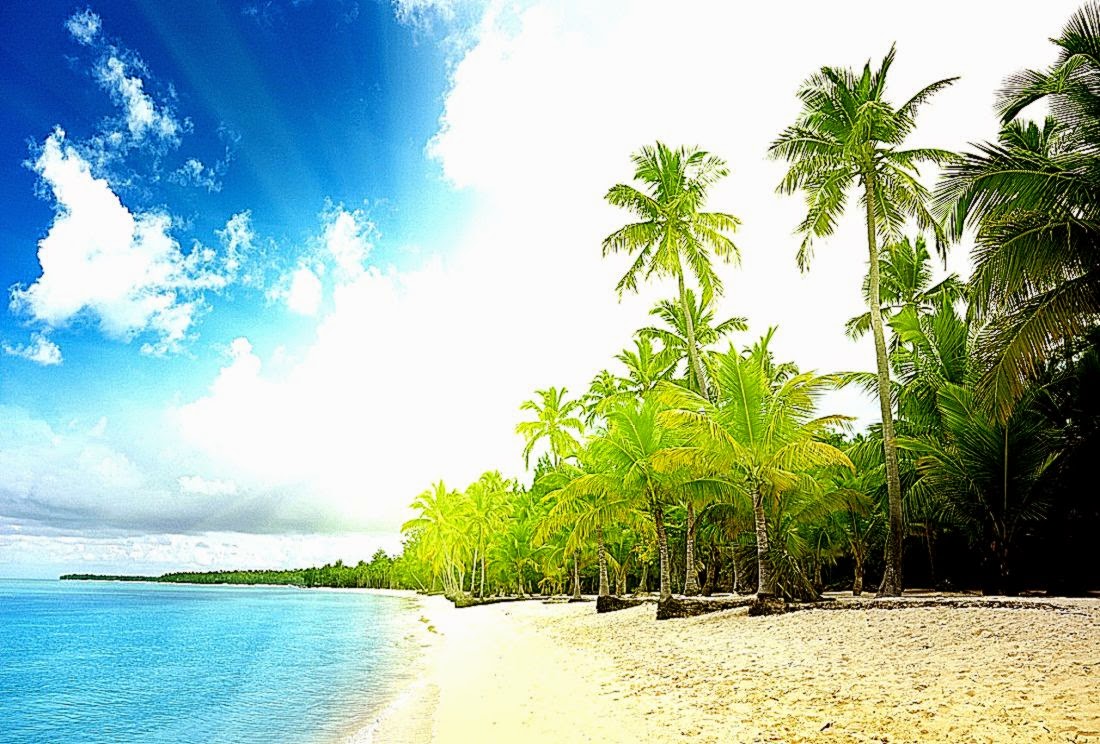 Coconuts Tree Beach Hd Nature Wallpapers - Hd Wallpapers Palm Trees - HD Wallpaper 