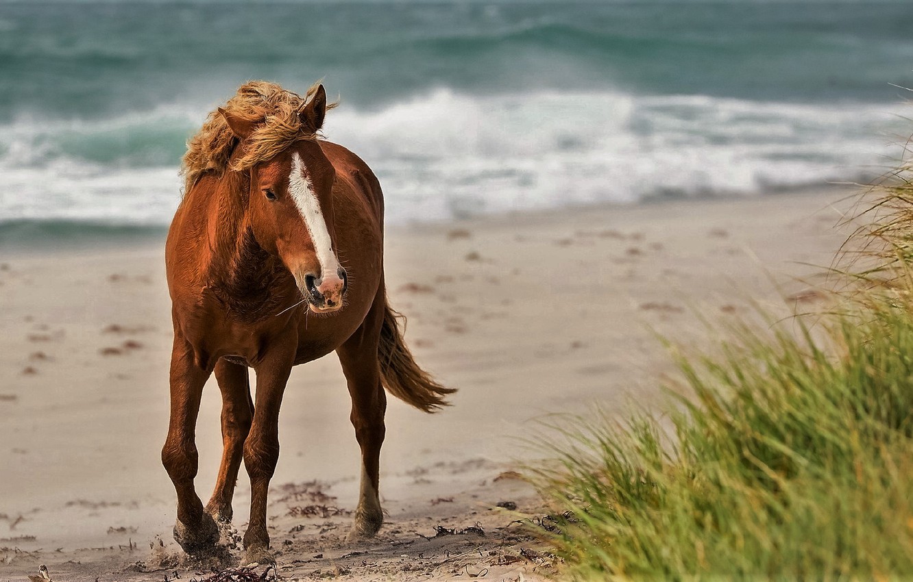 Photo Wallpaper Nature, Beach, Water, Sand, Sea, Animals, - Wallpaper - HD Wallpaper 