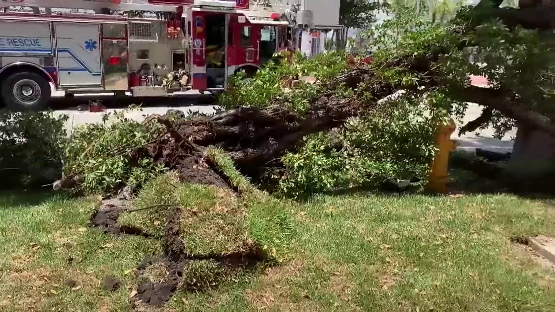 Grass - HD Wallpaper 