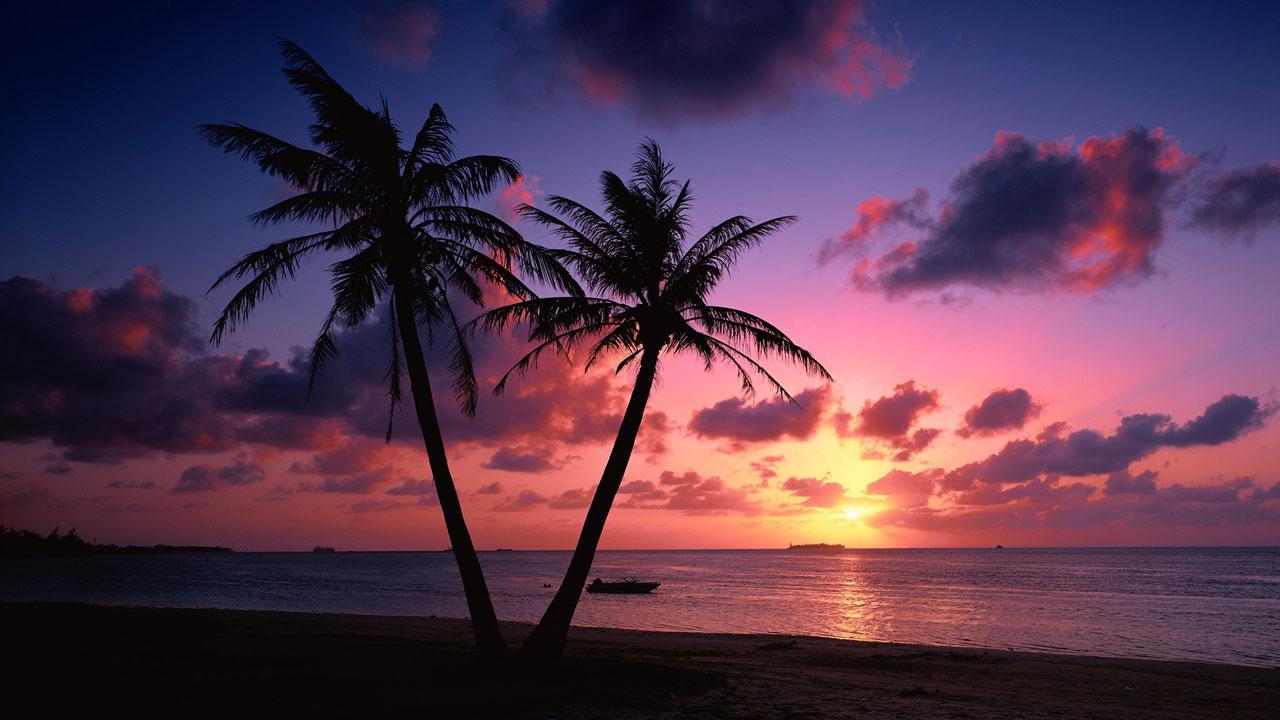 Beach Sunset Live Wallpaper - Beach Sunset With Palm Trees - HD Wallpaper 